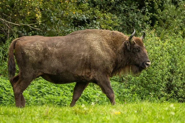 Европейский Бизон Bison Bonasus Бещады Карпаты Польша — стоковое фото