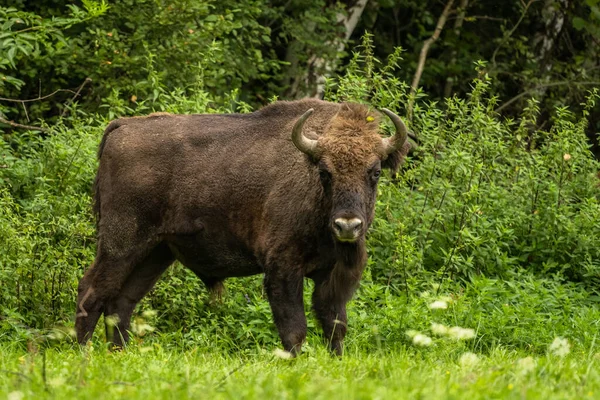 Európai Bölény Bison Bonasus Bieszczady Hegység Kárpátok Lengyelország — Stock Fotó