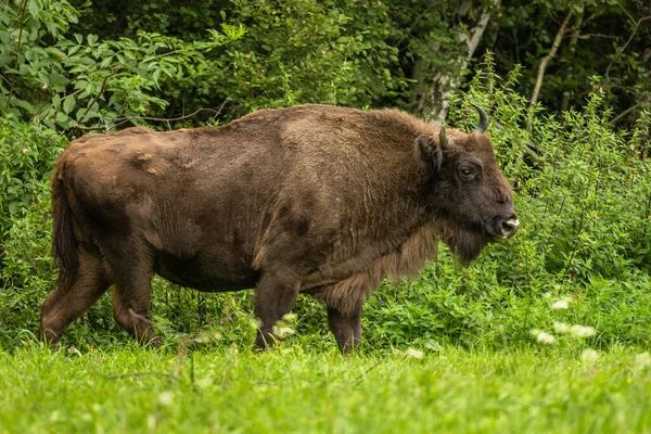 Avrupa Bizonu (Bison bonasus). Bieszczady Dağları, Karpatlar, Polonya.