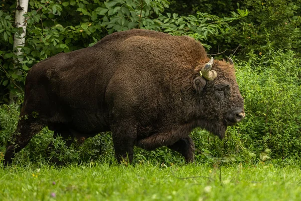 Avrupa Bizonu (Bison bonasus). Bieszczady Dağları, Karpatlar, Polonya.