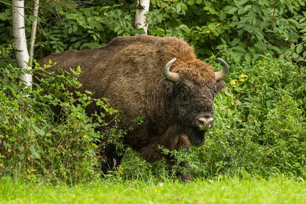 European Bison Bison Bonasus Bieszczady Mountains Carpathians Poland — Stockfoto