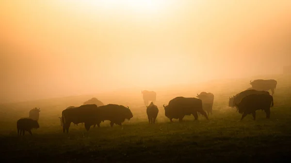 European Bison Bison Bonasus Bieszczady Mountains Carpathians Poland — Fotografia de Stock