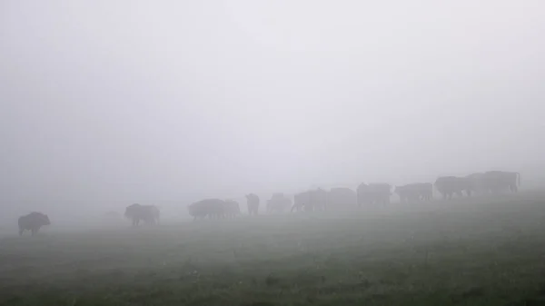 European Bison Bison Bonasus Montanhas Bieszczady Cárpatos Polónia — Fotografia de Stock