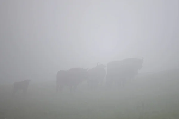 欧洲野牛 Bison Bonasus 波兰喀尔巴阡山脉Bieszczady山脉 — 图库照片