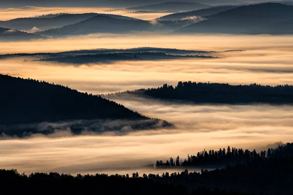 Dark Foggy Forest Sunrise Trees Back Light Bieszczady National Park — Stock Photo, Image
