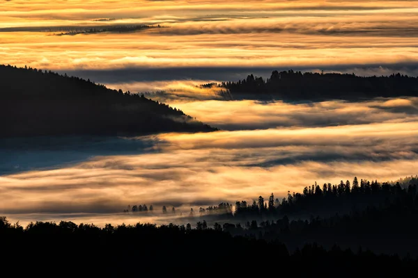 Dark Foggy Forest Sunrise Trees Back Light Bieszczady National Park — Fotografia de Stock