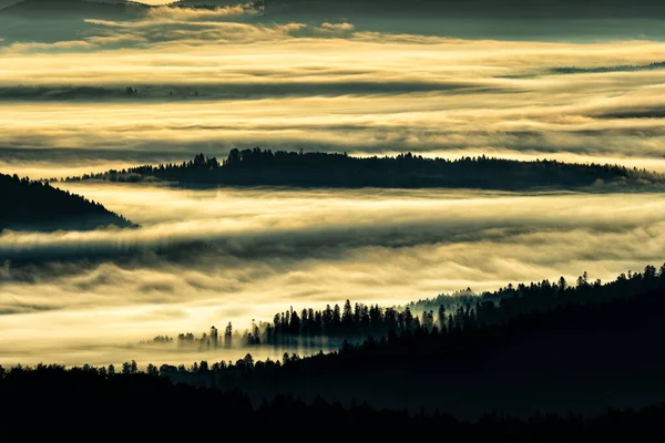 Donker Mistig Bos Bij Zonsopgang Bomen Het Achterlicht Nationaal Park — Stockfoto