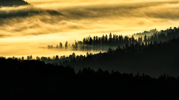Dark Foggy Forest Sunrise Trees Back Light Bieszczady National Park — Fotografia de Stock