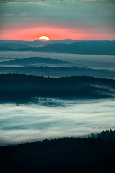 Forêt Sombre Brumeuse Lever Soleil Les Arbres Dans Lumière Arrière — Photo