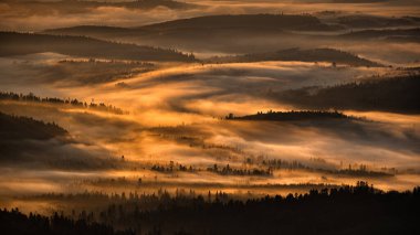 Güneşin doğuşunda gizemli sisli orman ve dağlar. Arkadaki ağaçlar. Bieszczady Ulusal Parkı, Karpatlar, Polonya