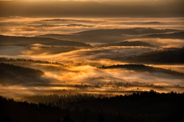 Gün doğumunda karanlık ve sisli bir orman. Arkadaki ağaçlar. Bieszczady Ulusal Parkı, Karpatlar, Polonya.