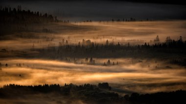 Gün doğumunda karanlık ve sisli bir orman. Arkadaki ağaçlar. Bieszczady Ulusal Parkı, Karpatlar, Polonya.