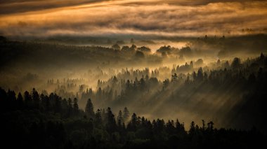 Gün doğumunda karanlık ve sisli bir orman. Arkadaki ağaçlar. Bieszczady Ulusal Parkı, Karpatlar, Polonya.