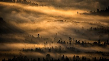 Gün doğumunda karanlık ve sisli bir orman. Arkadaki ağaçlar. Bieszczady Ulusal Parkı, Karpatlar, Polonya.