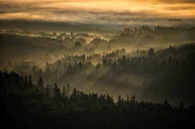 Güneşin doğuşunda gizemli sisli orman ve dağlar. Arkadaki ağaçlar. Bieszczady Ulusal Parkı, Karpatlar, Polonya
