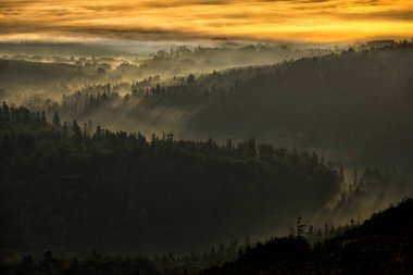 Bieszczady Ulusal Parkı, Karpatlar, Polonya. Güneşin doğuşunda gizemli, sisli orman ve dağlar. Arkadaki ağaçlar.
