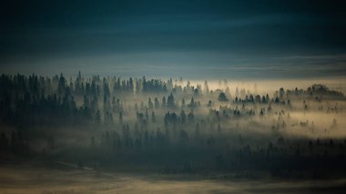 Bieszczady Ulusal Parkı, Karpatlar, Polonya. Güneşin doğuşunda gizemli, sisli orman ve dağlar. Arkadaki ağaçlar.