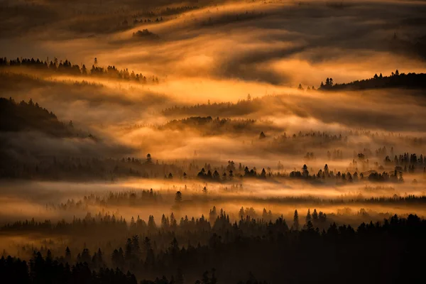 Forêt Sombre Brumeuse Lever Soleil Les Arbres Dans Lumière Arrière — Photo