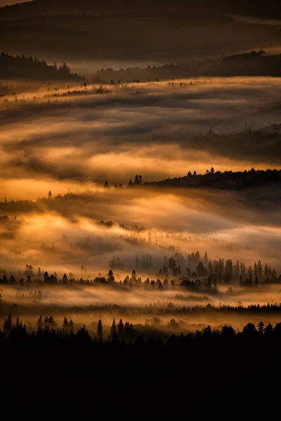 Mysterious Foggy Forest Mountains Sunrise Trees Back Light Bieszczady National — Stockfoto