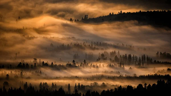 Temný Mlhavý Les Při Východu Slunce Stromy Zadním Světle Národní — Stock fotografie