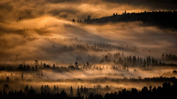 Dark Foggy Forest Sunrise Trees Back Light Bieszczady National Park — Foto Stock