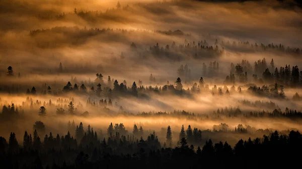 Dark Foggy Forest Sunrise Trees Back Light Bieszczady National Park — Foto Stock