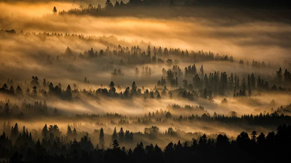 Donker Mistig Bos Bij Zonsopgang Bomen Het Achterlicht Nationaal Park — Stockfoto