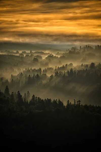 Dark Foggy Forest Sunrise Trees Back Light Bieszczady National Park — Stockfoto
