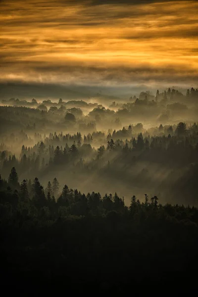 Temný Mlhavý Les Při Východu Slunce Stromy Zadním Světle Národní — Stock fotografie