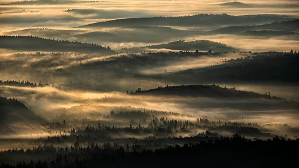 Mysterious Foggy Forest Mountains Sunrise Trees Back Light Bieszczady National — Fotografia de Stock