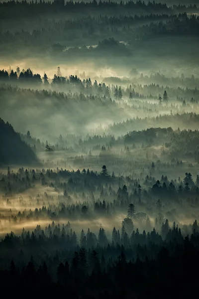 Mysterious Forest Mountains Sunrise Trees Back Light Bieszczady National Park — Fotografia de Stock