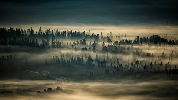 Mysterious Forest Mountains Sunrise Trees Back Light Bieszczady National Park — Stockfoto