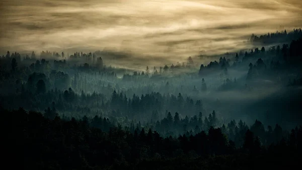 Mysterieus Bos Bergen Bij Zonsopgang Bomen Het Achterlicht Nationaal Park — Stockfoto