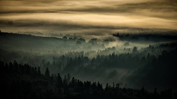 Таинственный Лес Горы Рассвете Деревья Заднем Свету Национальный Парк Бещады — стоковое фото