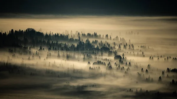 Bieszczady National Park Carpathians Poland Mysterious Foggy Forest Mountains Sunrise — Stockfoto