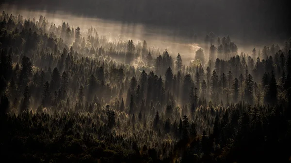 Parco Nazionale Bieszczady Carpazi Polonia Misteriosa Foresta Nebbiosa Montagne All — Foto Stock