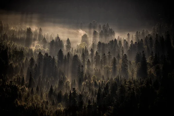 Mysterieus Bos Bergen Bij Zonsopgang Bomen Het Achterlicht Nationaal Park — Stockfoto