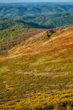 Dağ çayırında ilkbaharın başlarında. Polonina Wetlinska, Bieszczady Ulusal Parkı, Karpatlar, Polonya.
