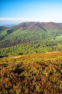 Dağ çayırında ilkbaharın başlarında. Wielka Dağı Rawka, Bieszczady Ulusal Parkı, Karpatlar, Polonya.