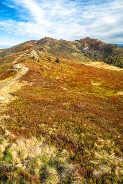 Dağ çayırında ilkbaharın başlarında. Bukowe Berdo dağ sırası, Bieszczady Milli Parkı, Karpatlar, Polonya.