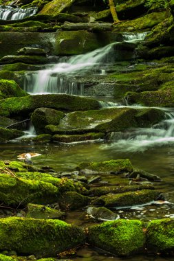 Ormanda ilkbahar. Orman manzarası. Bieszczady Dağları 'ndaki Tworylczyk deresi, Karpatlar, Polonya.