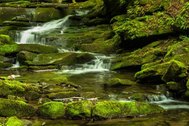 Ormanda ilkbahar. Orman manzarası. Bieszczady Dağları 'ndaki Tworylczyk deresi, Karpatlar, Polonya.