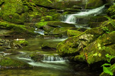 Ormanda ilkbahar. Orman manzarası. Bieszczady Dağları 'ndaki Tworylczyk deresi, Karpatlar, Polonya.