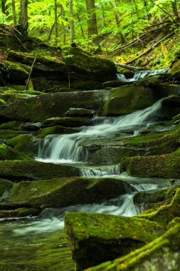 Ormanda ilkbahar. Orman manzarası. Bieszczady Dağları 'ndaki Tworylczyk deresi, Karpatlar, Polonya.