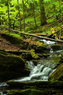 Ormanda ilkbahar. Orman manzarası. Bieszczady Dağları 'ndaki Tworylczyk deresi, Karpatlar, Polonya.