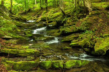 Ormanda ilkbahar. Orman manzarası. Bieszczady Dağları 'ndaki Tworylczyk deresi, Karpatlar, Polonya.
