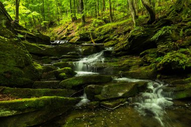 Ormanda ilkbahar. Orman manzarası. Bieszczady Dağları 'ndaki Tworylczyk deresi, Karpatlar, Polonya.