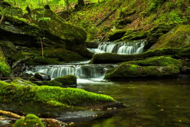 Ormanda ilkbahar. Orman manzarası. Bieszczady Dağları 'ndaki Tworylczyk deresi, Karpatlar, Polonya.