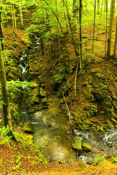 Spring Forest Woodland Scenery Tworylczyk Stream Bieszczady Mountains Carpathians Poland — Foto Stock