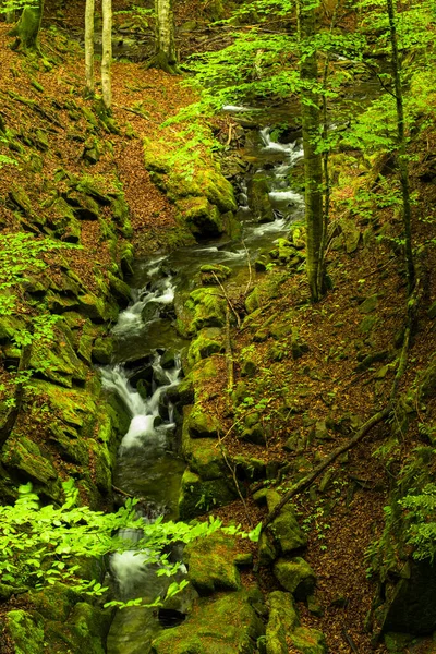 Spring Forest Woodland Scenery Tworylczyk Stream Bieszczady Mountains Carpathians Poland — Stock Photo, Image